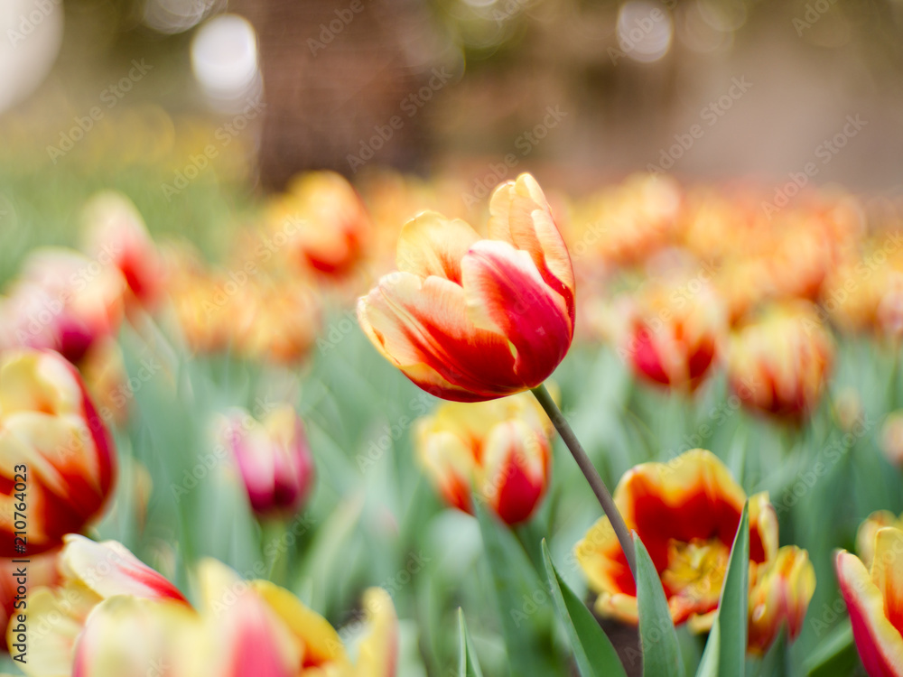 Fototapeta premium Colorful tulips flowers in the garden. Beautiful bouquet of tulips.
