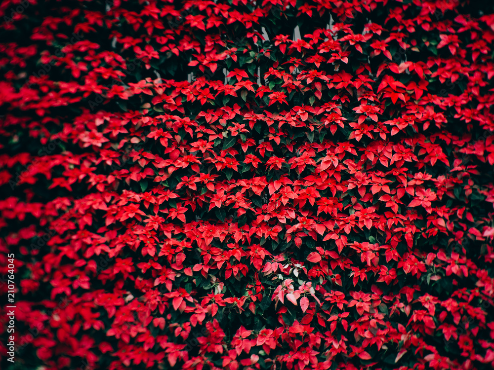 Red poinsettia christmas flower in the garden
