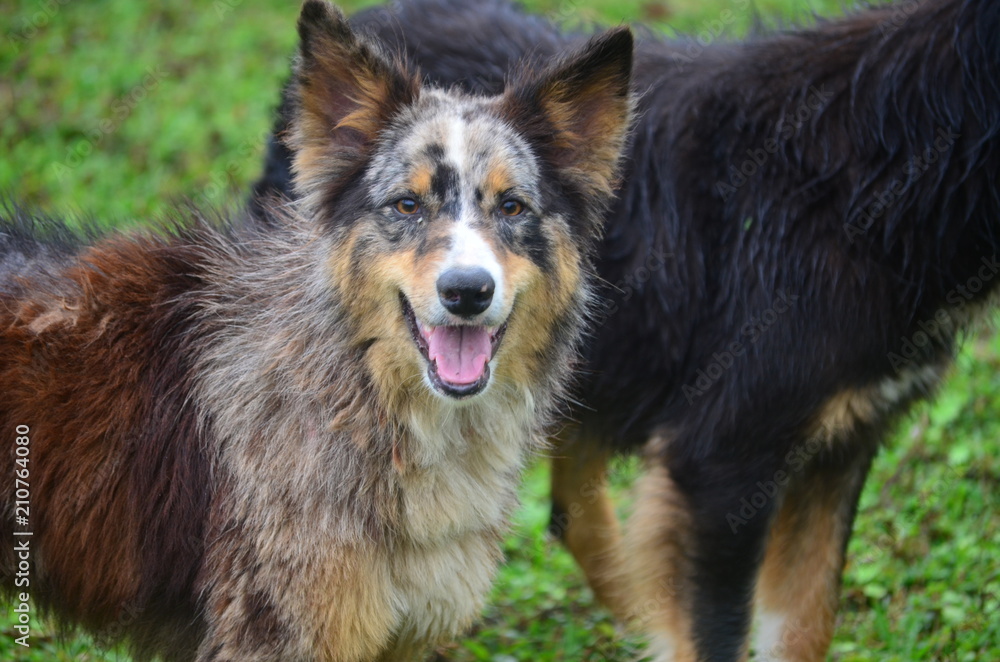 Fototapeta premium Foto