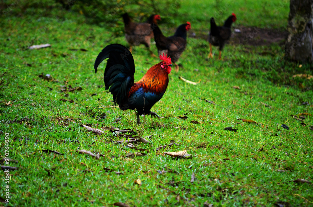 Fototapeta premium Foto