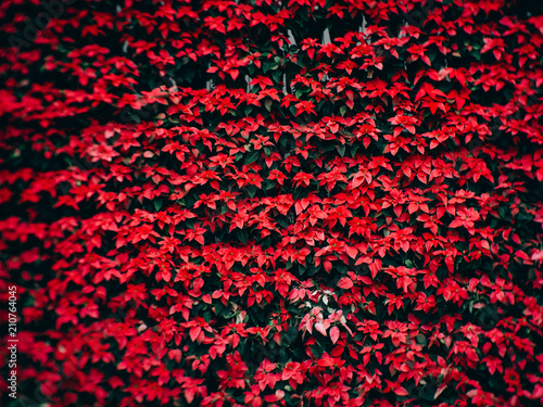Red poinsettia christmas flower in the garden