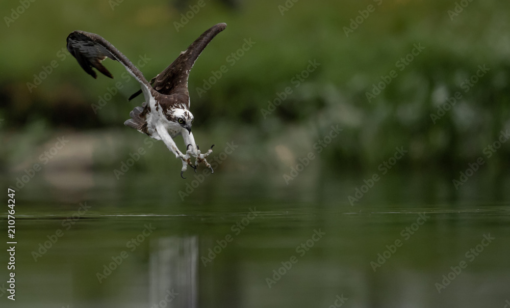 Obraz premium Osprey