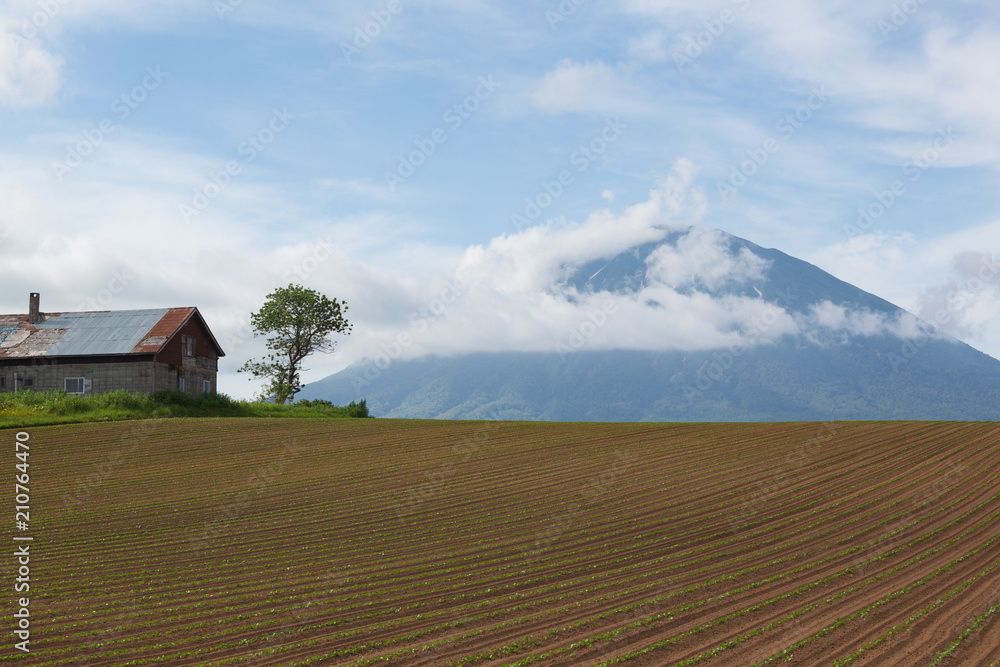 Obraz premium ６月の羊蹄山麓