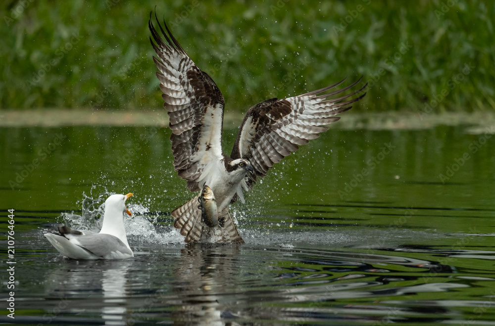 Fototapeta premium Osprey and Seagull