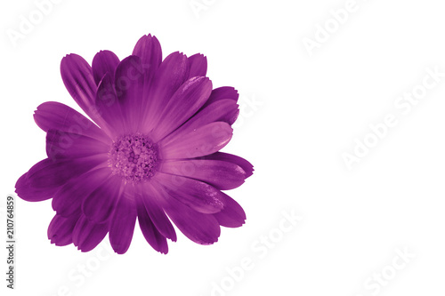 Purple flower isolated on black with copy space on the right