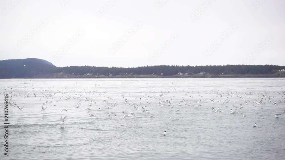 Slow motion, marine birds take off in San Juan Islands Slow motion, marine birds take off in San Juan Islands