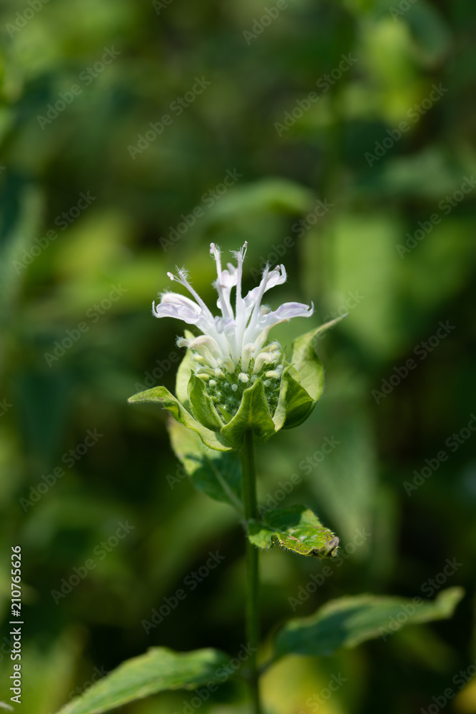 白いベルガモットの花のアップ Stock Photo Adobe Stock