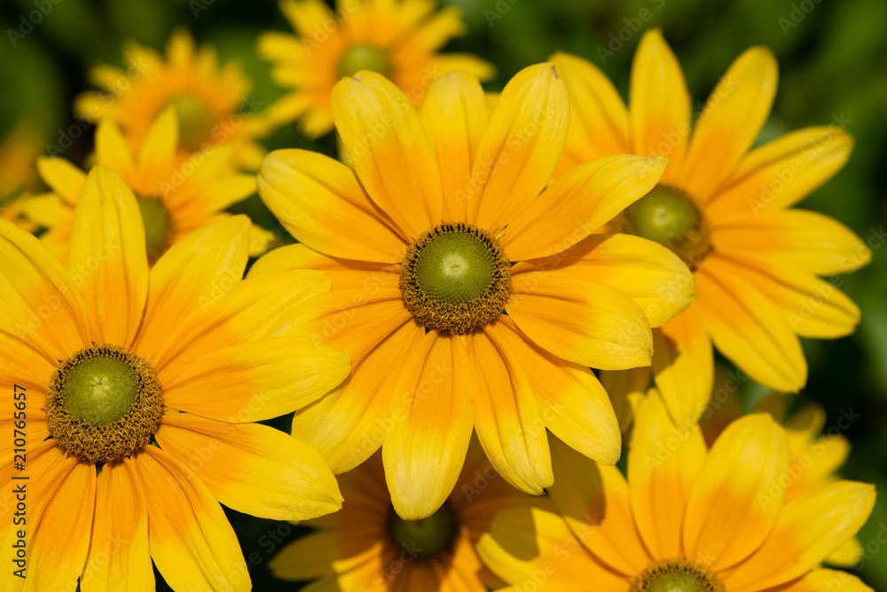黄色いルドベキアの花のアップ 黄色いルドベキアの花のアップ