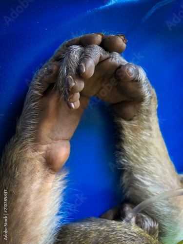 Photography The sad monkey shows in the cage waiting for a body check.