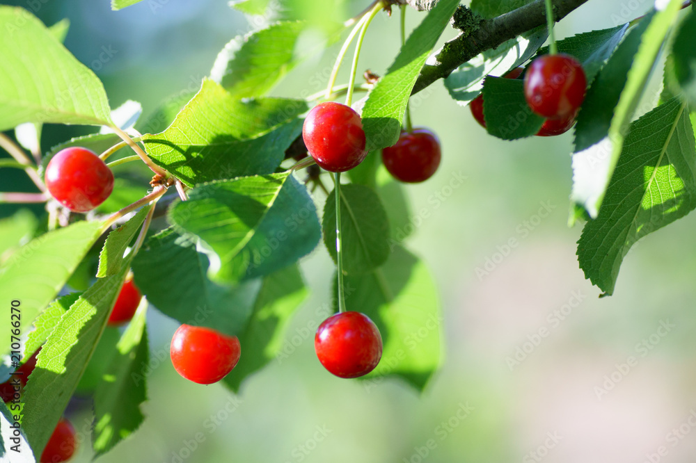 Cherry tree in the sunny garden. Cherry tree in the sunny garden.