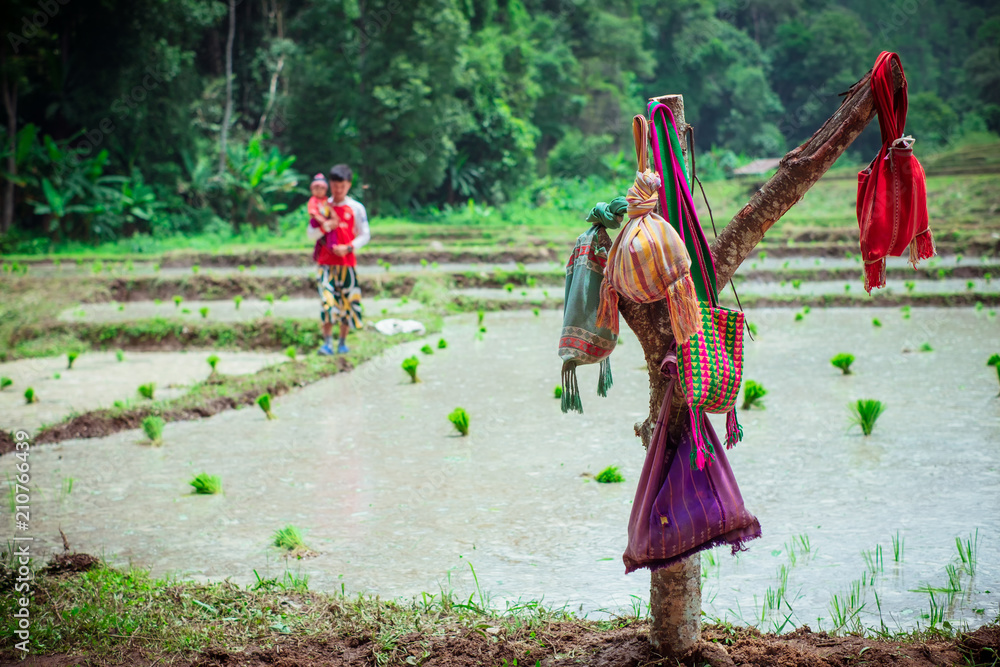 Colorful bags of tribal farmer in rice fields Colorful bags of tribal farmer in rice fields