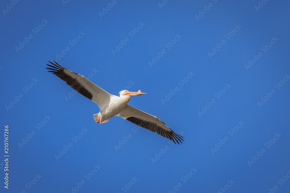 American White Pelican (Pelecanidae) in flight