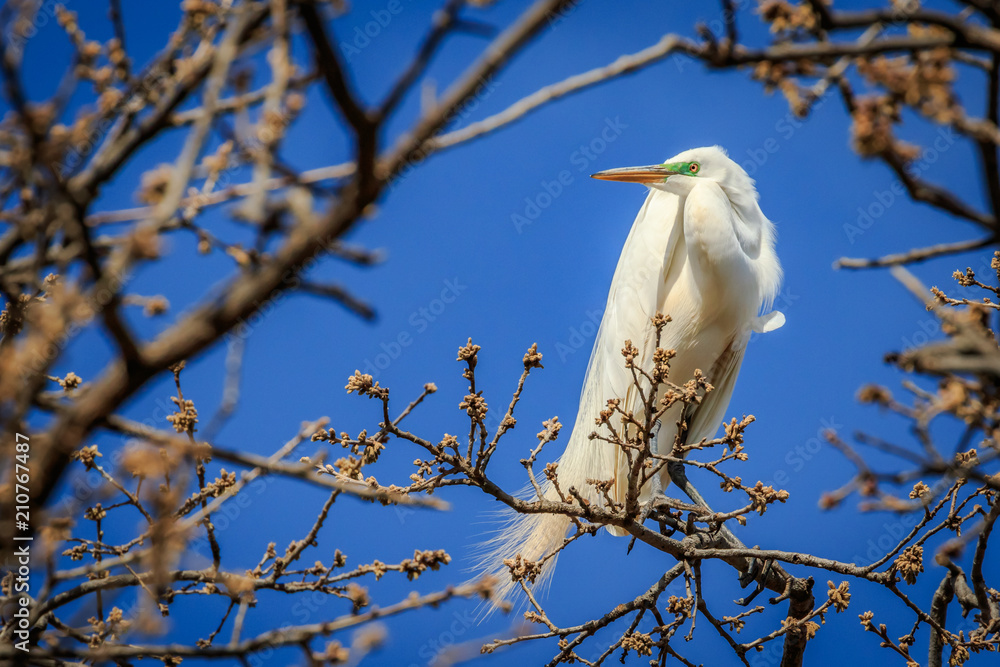 Great Egret (Ardea alba) in breeding plumage Great Egret (Ardea alba) in breeding plumage