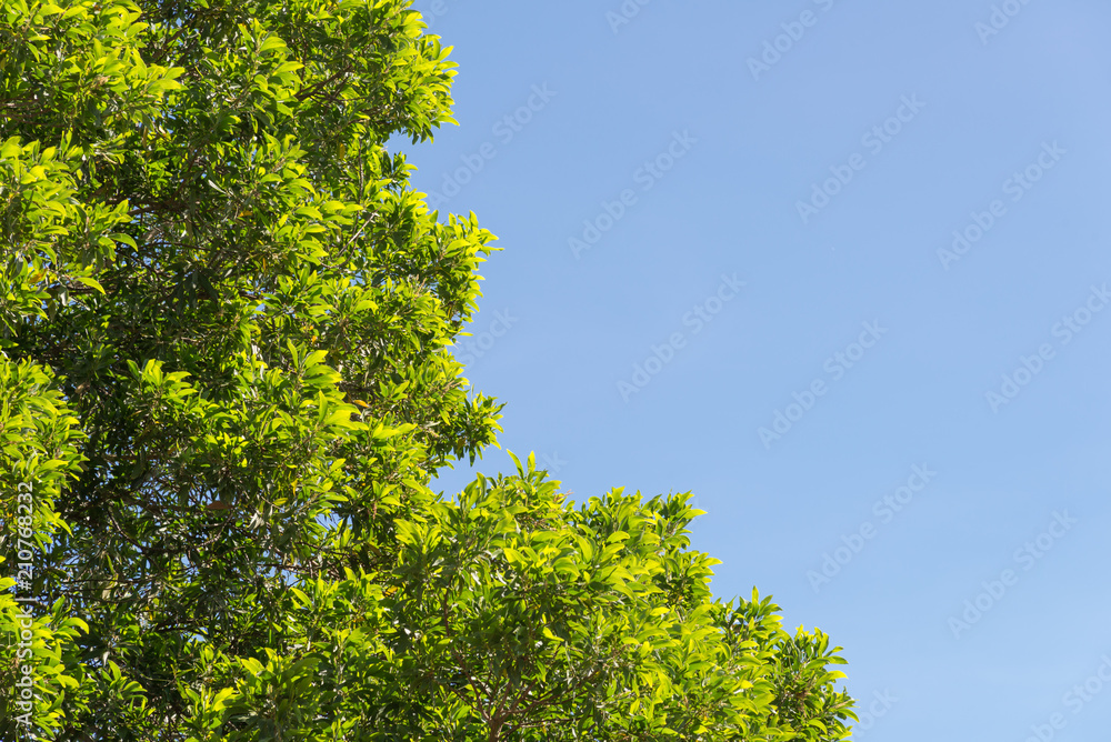 bush green leaves and branches of treetop on blue sky for design and decoration bush green leaves and branches of treetop on blue sky for design and decoration
