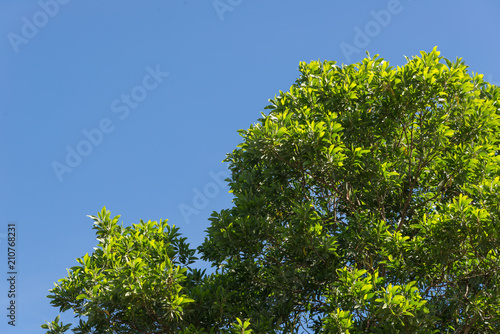 Canvas Print bush green leaves and branches of treetop on blue sky for design and decoration