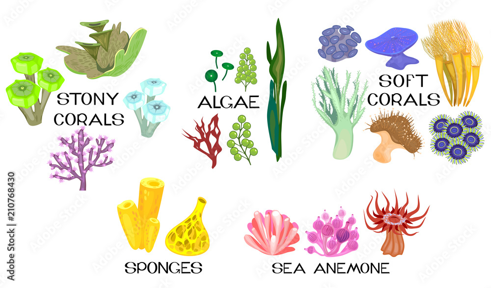 Naklejka premium Zbiór różnych gatunków koralowców, ukwiały, gąbki, algi morskie na białym tle