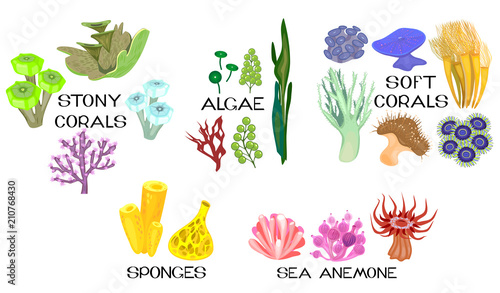 Set of different species of corals, sea anemones, sponges, marine algae on white background