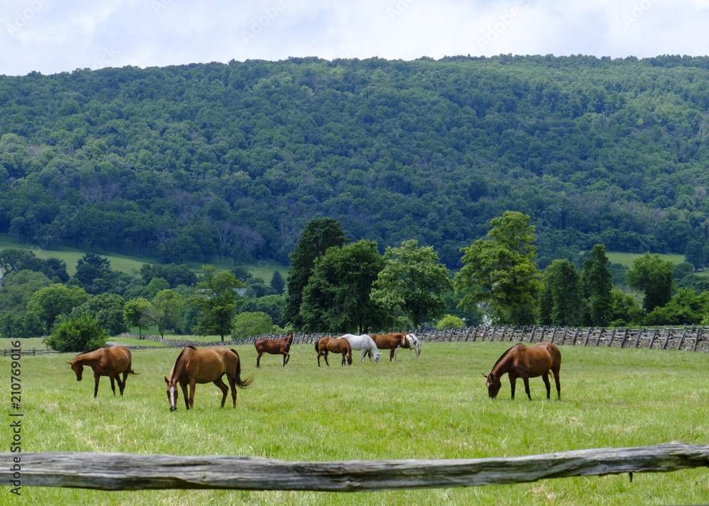 Grazing horses in Virginia countryside