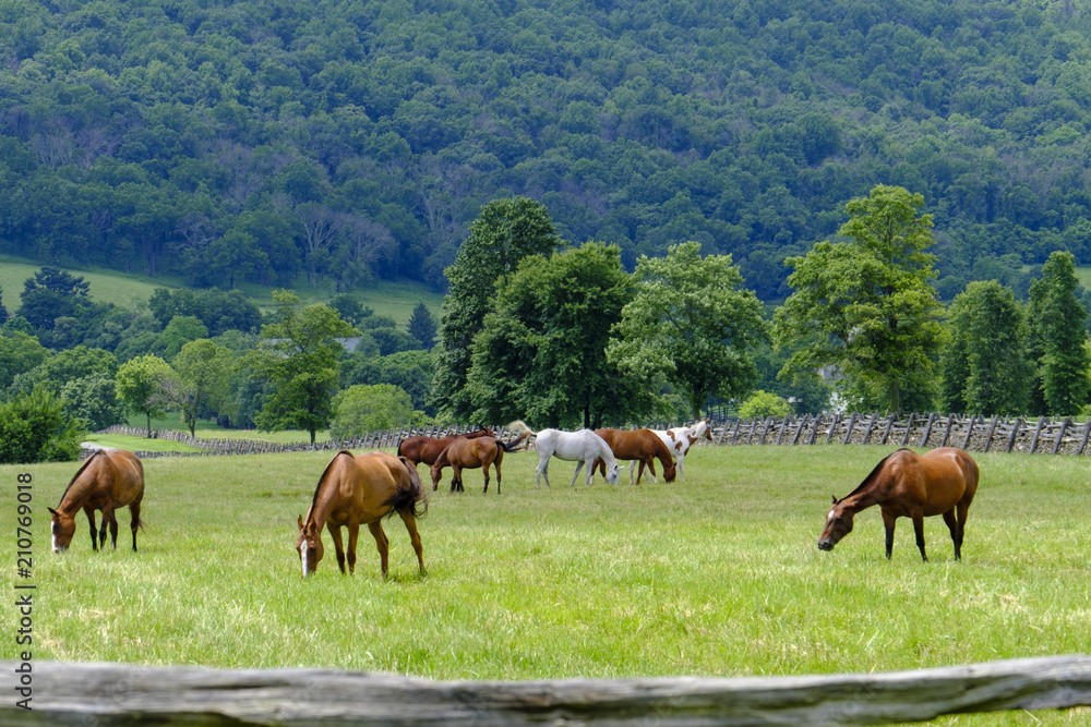 Grazing horses in Virginia countryside