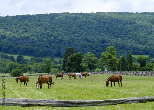 Grazing horses in Virginia countryside