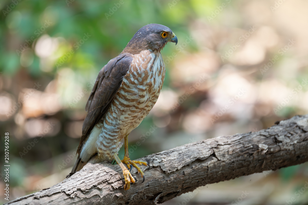 Bird of prey..Crested goshawk bird perching alone on a branch with natural blurred background. Bird of prey..Crested goshawk bird perching alone on a branch with natural blurred background.