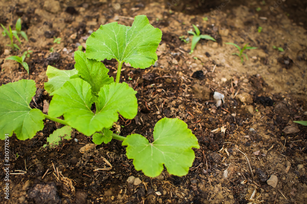 Sprout of young zucchini growing in the garden in the village, space for text Sprout of young zucchini growing in the garden in the village, space for text