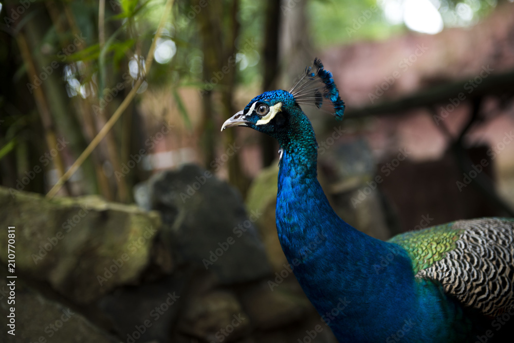 Obraz premium Peacock at zoo in Ecuador