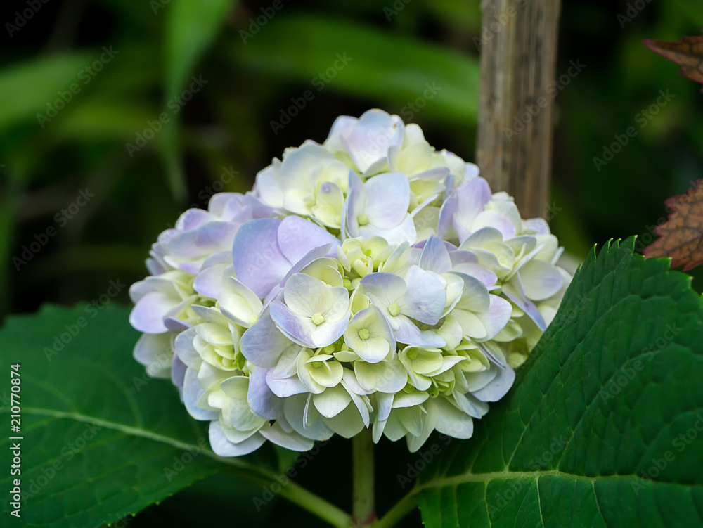 Close up Hydrengea flower.