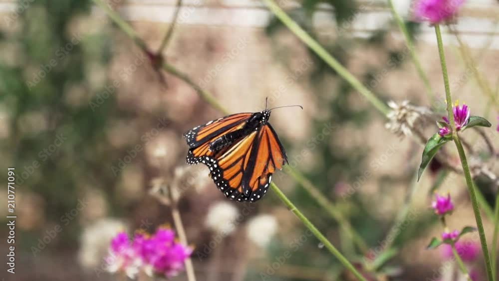 HD. Slow Motion. Southern California Monarch Butterfly with Broken Wing can't fly, sits on blooming plant, tries to fly and falls down. Damaged forewing doesn't allow butterflies to fly. HD. Slow Motion. Southern California Monarch Butterfly with Broken Wing can't fly, sits on blooming plant, tries to fly and falls down. Damaged forewing doesn't allow butterflies to fly.