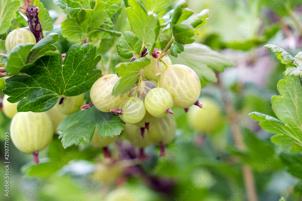 Obraz premium Stachelbeeren an einem Strauch