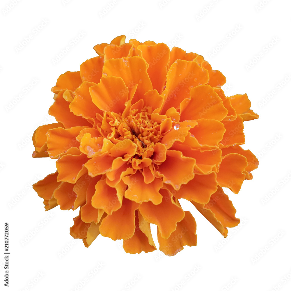 beautiful orange marigold flower isolated on white background with ...