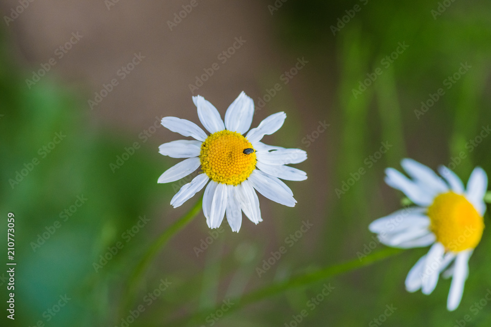 That insect on the Chamomile flower That insect on the Chamomile flower