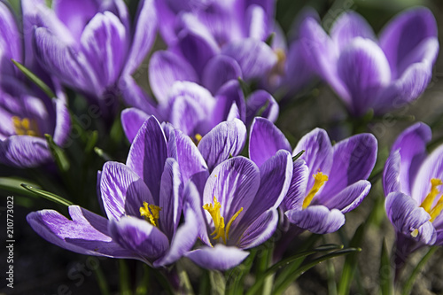 Macro photo of spring purple crocuses. Soft light. In the zone of sharpness only a few colors in the foreground