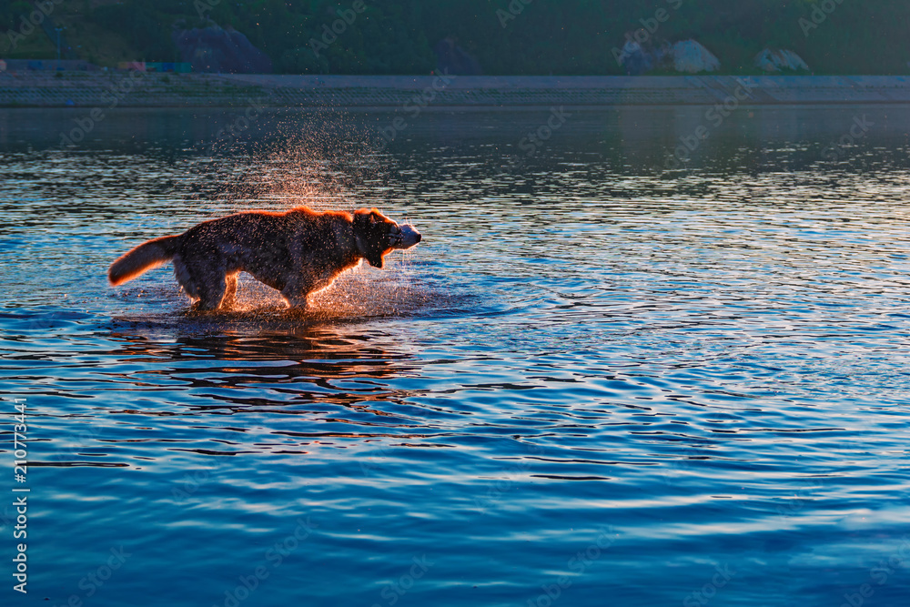Fototapeta premium Dog shaking off water standing in the river. Evening landscape with a silhouette of a dog in the rays of the setting sun. 