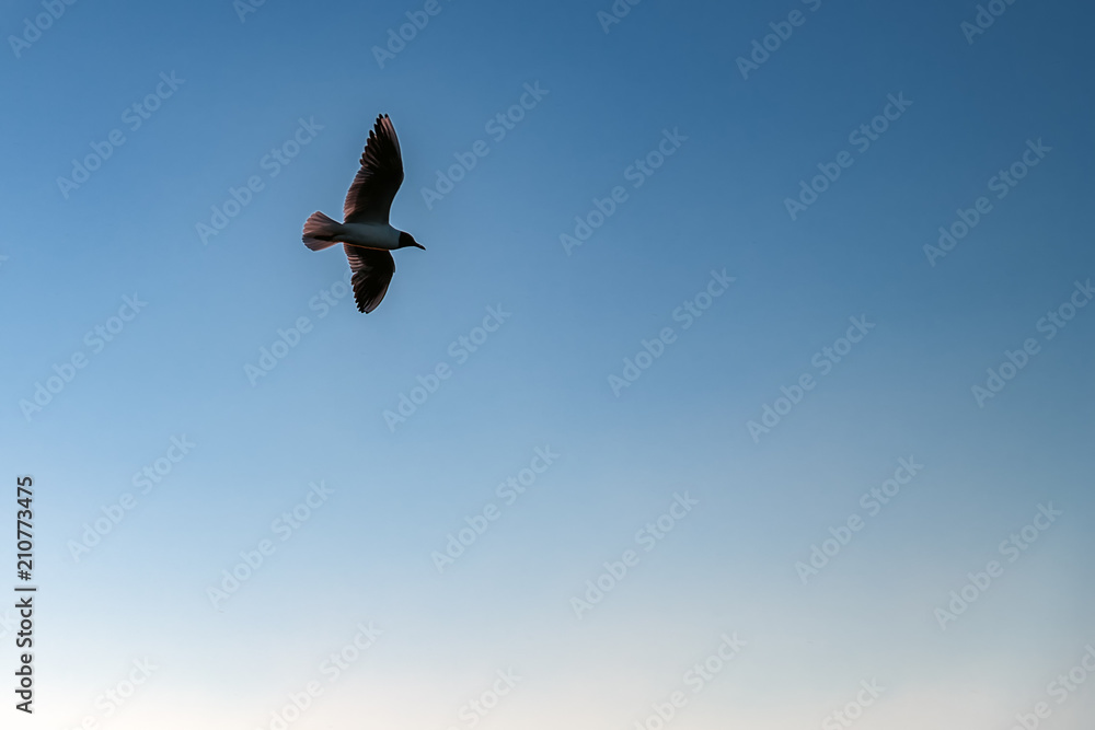 Seagull flying through the evening blue sky. For advertising, cover, magazine, poster, calendar. Seagull flying through the evening blue sky. For advertising, cover, magazine, poster, calendar.