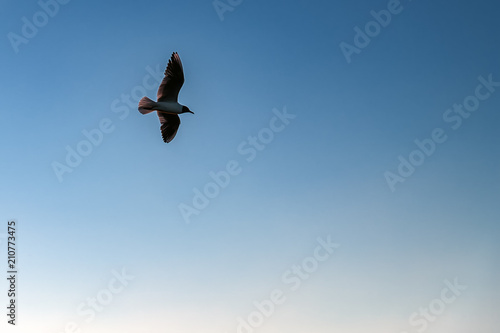Seagull flying through the evening blue sky. For advertising, cover, magazine, poster, calendar.