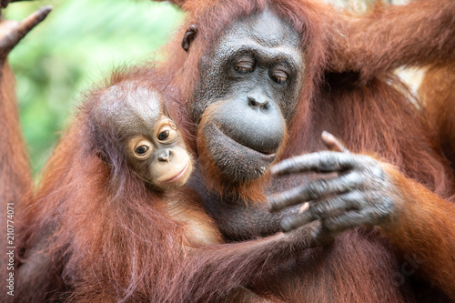 Portrait of a hairy orangutan mother with her baby in the greenery of a rainforest. Singapore.