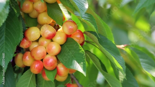 Wallpaper Mural Ripe cherries on a branch in a cherry orchard. Close-up. Torontodigital.ca