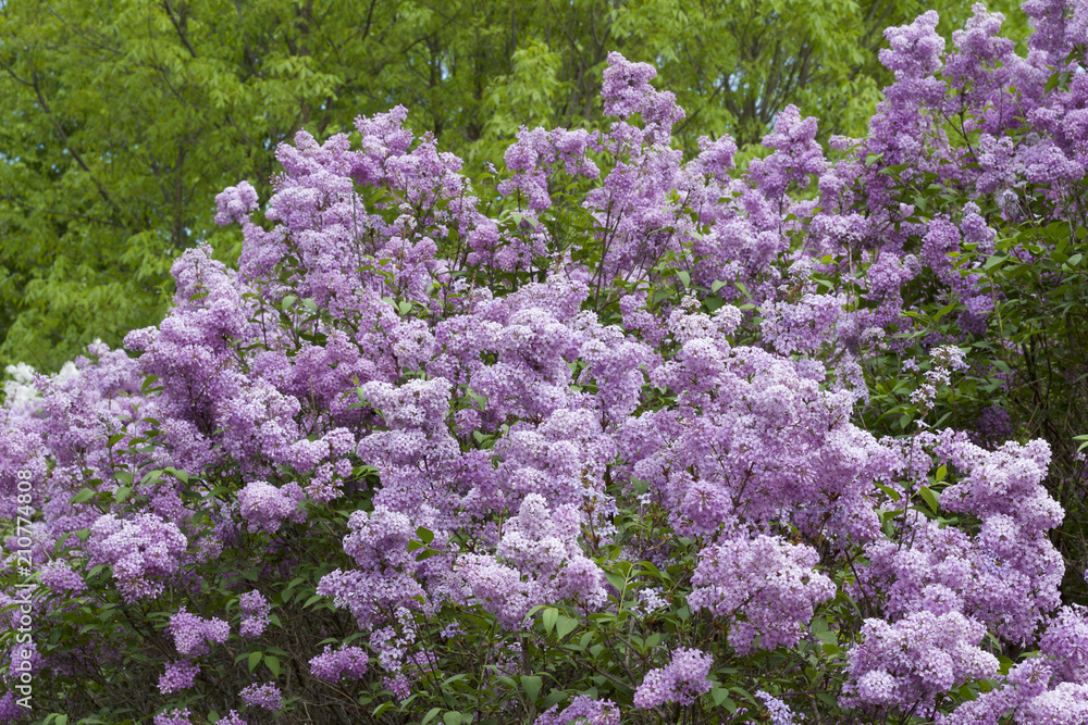 Close up view of beautiful Chines lilac blossoms in full bloom Close up view of beautiful Chines lilac blossoms in full bloom