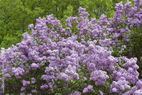 Close up view of beautiful Chines lilac blossoms in full bloom