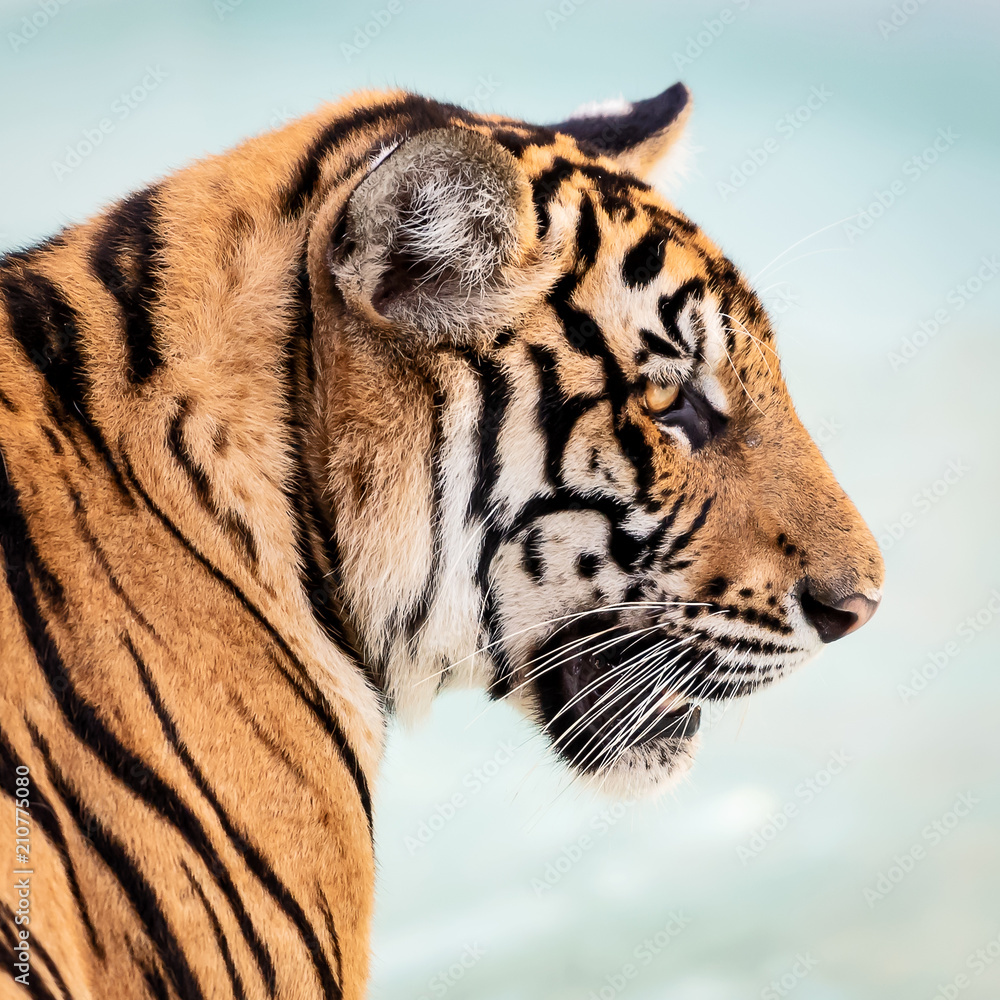 Naklejka premium Close up tiger.