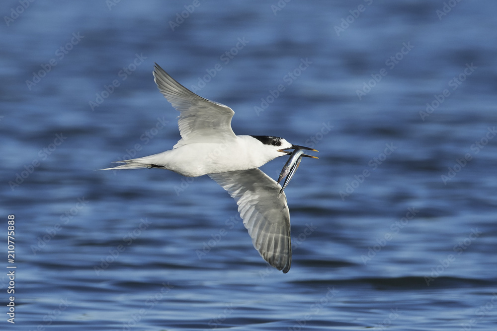 Sandwich tern (Thalasseus sandvicensis)