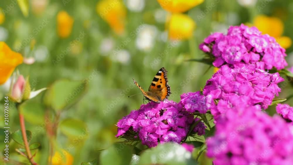 Butterfly pollinates pink flower on green background Butterfly pollinates pink flower on green background