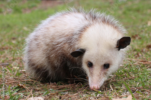 Possum 