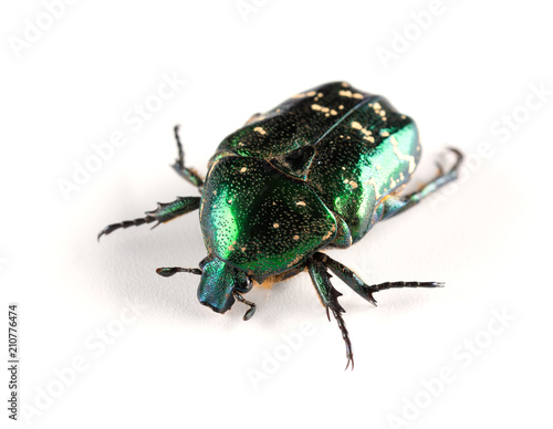 side view glossy bettle on a white background close up
