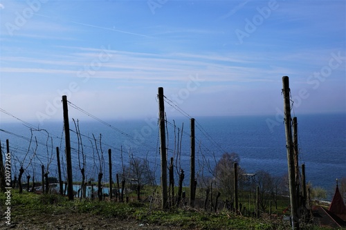 Weinberg in Hagnau am Bodensee im F  hjahr