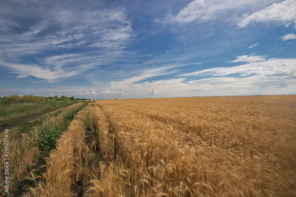 Wheat field. Harvest concept.