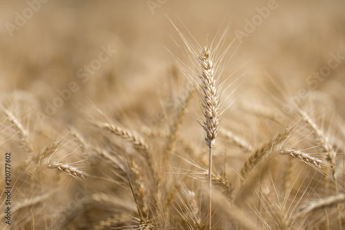 Wheat field. Ears of golden wheat closeup. Harvest concept.