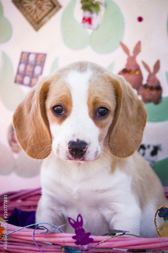 Lemon Yellow Beagle Puppy in a Pink Spring Basket in front of an Easter Background