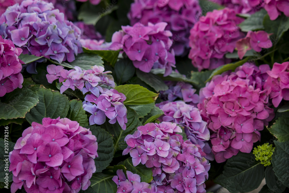 Pink and Purple Hydrangea Blossoms in Amsterdam, Netherlands